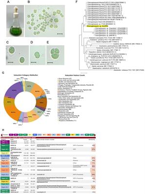 Genome assembly, characterization, and mining of biosynthetic gene clusters (BGCs) from Chlorogloeopsis sp. ULAP02 isolated from Mt. Ulap, Itogon, Benguet, Philippines